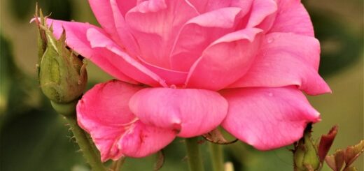 Magia Różowej Róży: Symbol piękna i czułości