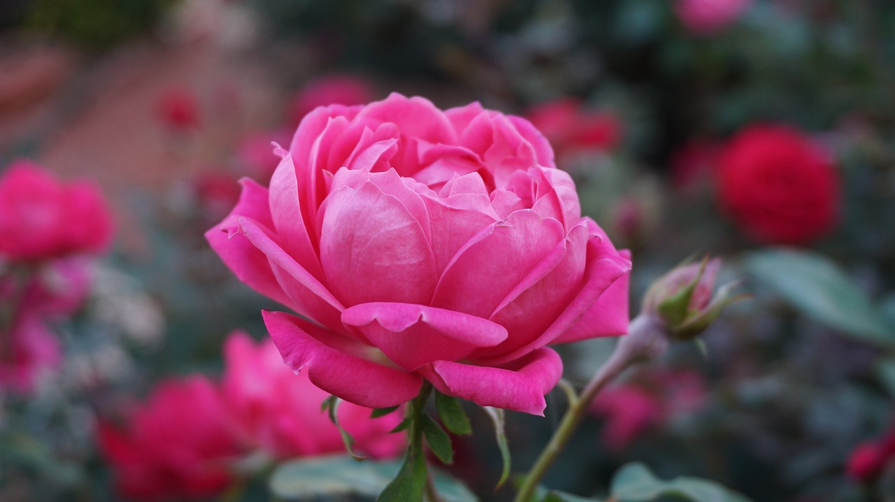 Niezwykłe zjawisko -​ dlaczego różowa róża wyraża delikatność