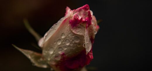 Symboliczne znaczenie białej róży: wyraz solidarności i czystości