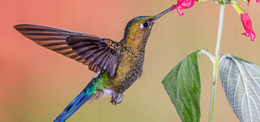 Koliber – niezwykłe ptaszysko, które symbolizuje siłę i delikatność