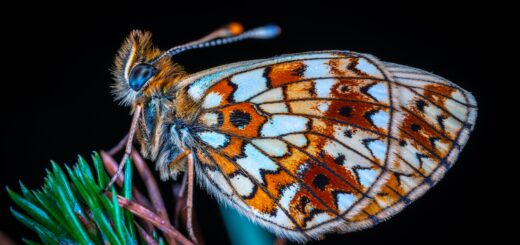 Wzniosła symbolika motyla: Inspirująca metamorfoza życia.