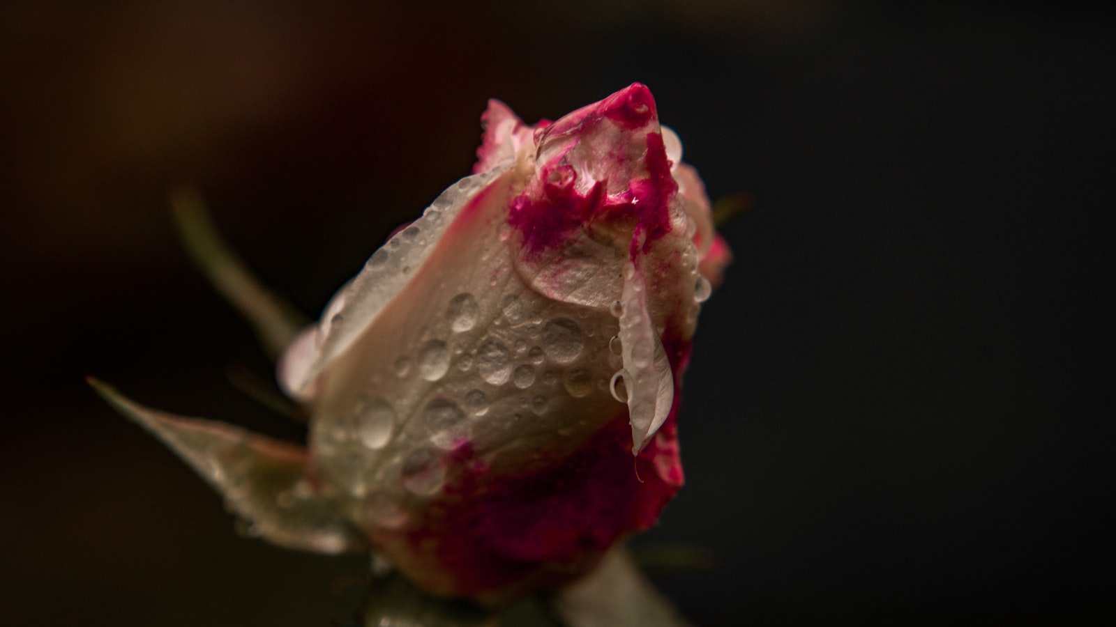 Symbolika różowej róży w pięknie polskiego kulturowego dziedzictwa: Nadzieja budowana przez kolor