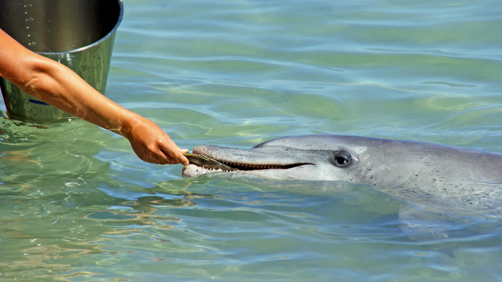 Delfin jako biblijny ⁣symbol nadziei i ocalenia