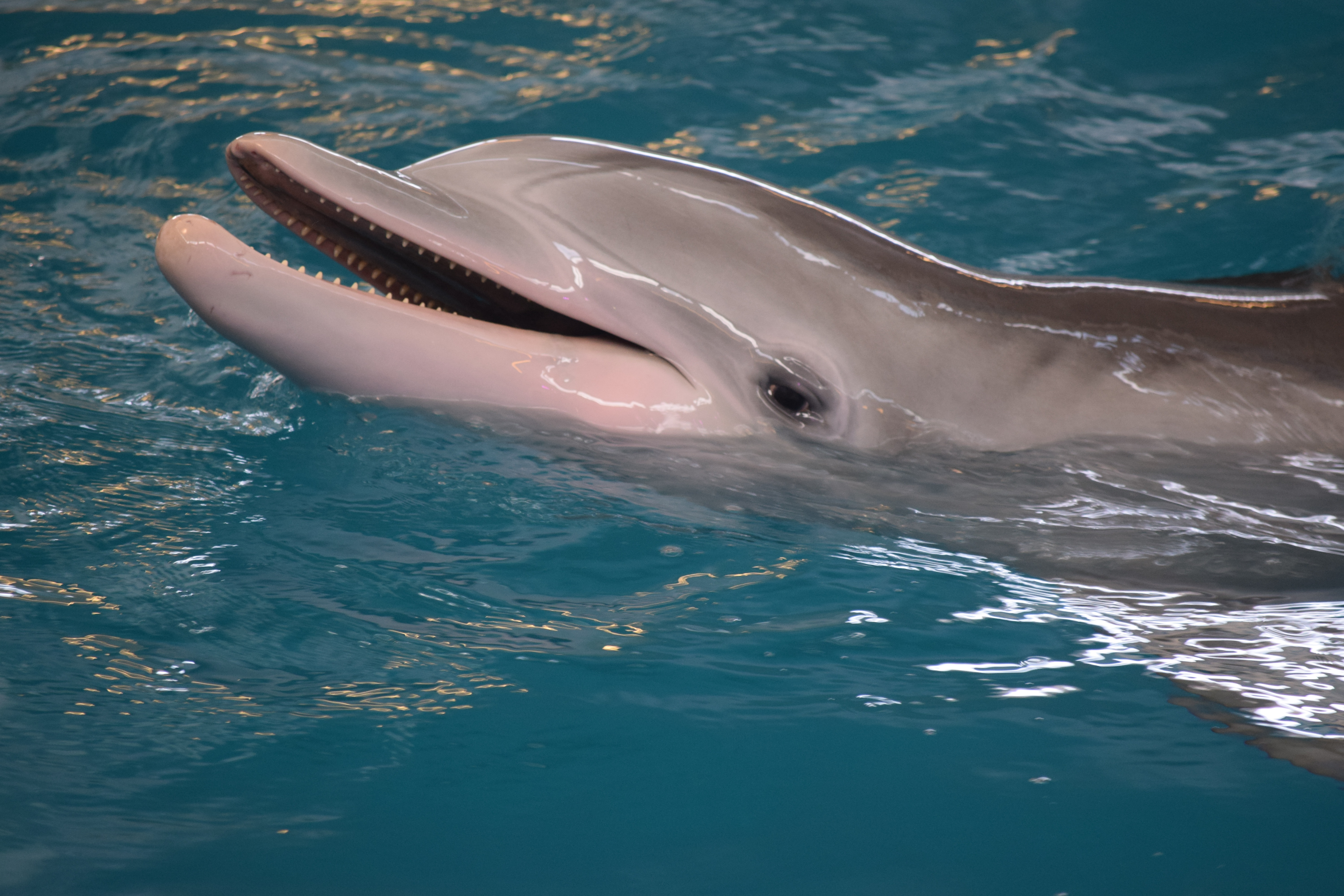 2. Delfin jako symbol ‌nadziei⁢ i ‍wytrwałości ​- inspirująca ​historia ‍dla wszystkich